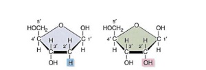 dalla reazione di un gruppo carbonilico con un alcol si forma un emiacetale ciclizzazione in forma piranosidica (a sinistra) e furanopsidica (a destra) I simboli D o L (enantiomeri) si riferiscono