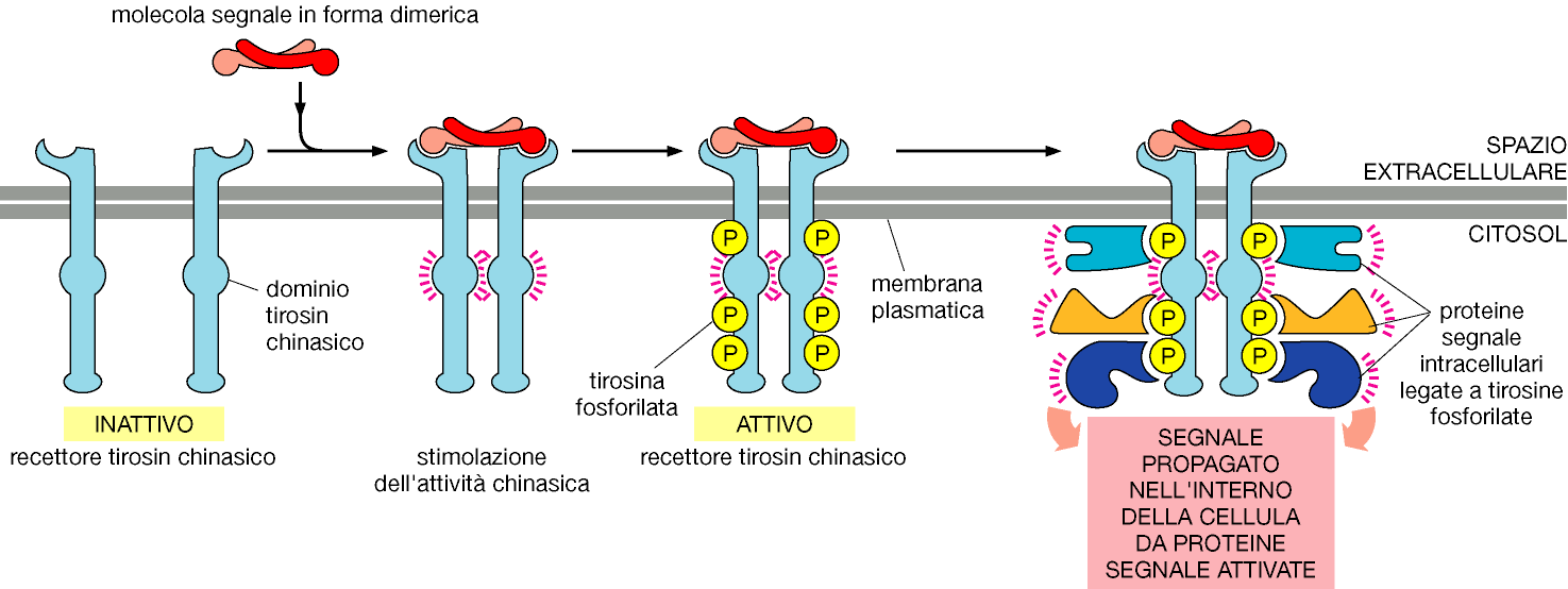 Una volta fosforilati i recettori richiamano sui domini citoplasmatici