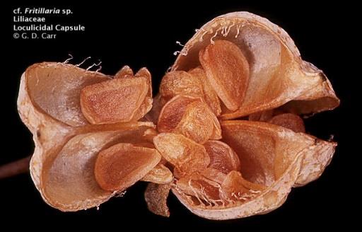 Liliaceae Il frutto è, generalmente, una capsula setticida (si apre lungo la linea di