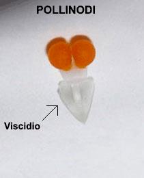 Orchidaceae I pollinodi hanno una base adesiva chiamata viscidio che serve per attaccare i pollinodi