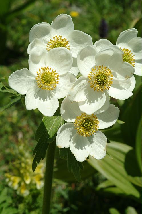 Ranunculaceae Ranunculus bulbosus Anemone fasciculata