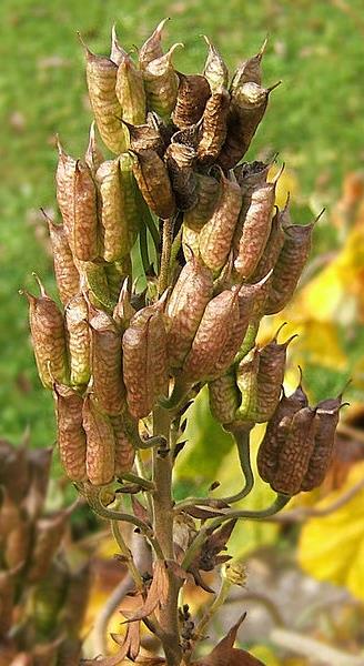 Ranunculaceae Aconitum follicolo In alcuni