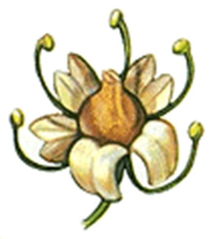 petali, talvolta bilobi ANDROCEO costituito da 5 stami liberi K 5, C 5, A