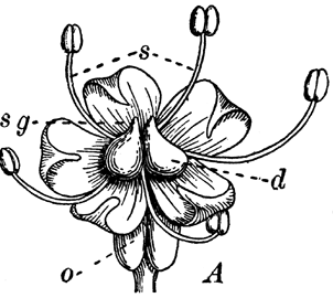 Umbreliferae o Apiaceae FIORI piccoli, generalmente bianchi e attinomorfi