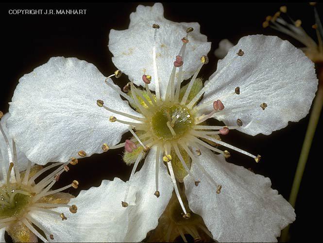 Rosaceae Androceo Gli stami sono raramente 5