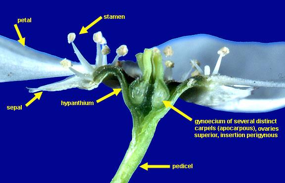 Rosaceae Gineceo È la parte più variabile del fiore Gineceo uni- o pluricarpellare Nel caso