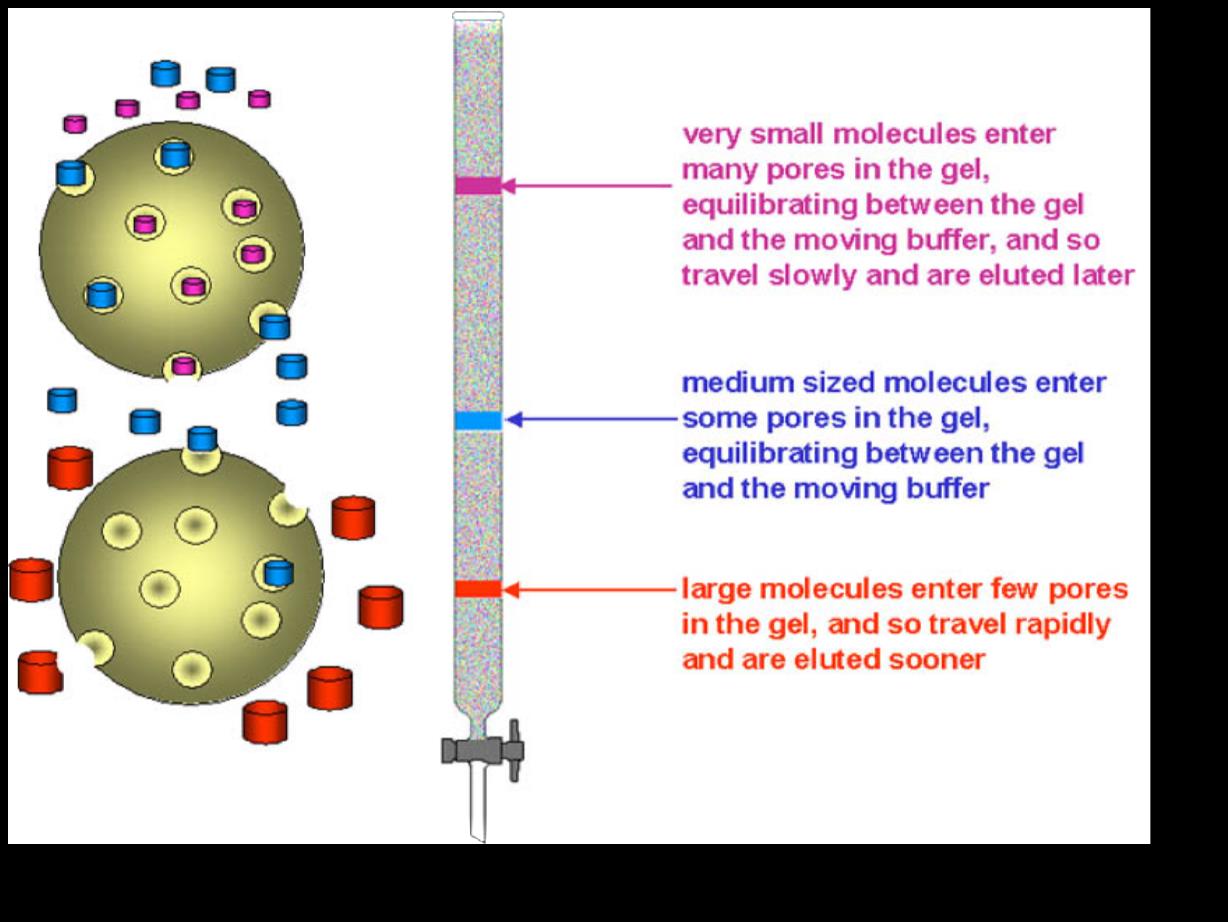 estratto di saliva umana Size exclusion chromatography Gel