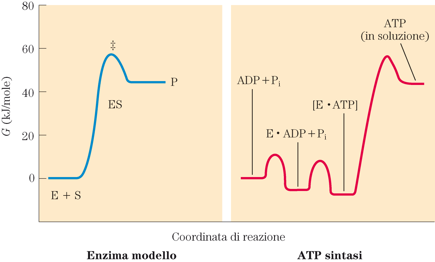Diagrammi delle coordinate di reazione dell ATP sintasi e di un enzima modello Anche se la variazione di energia libera per la formazione di ATP da ADP e P i in una soluzione acquosa è grande e di