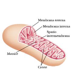 Anatomia biochimica di un mitocondrio Le involuzioni (creste) aumentano considerevolmente l area della superficie della membrana interna La membrana mitocondriale esterna è facilmente permeabile a