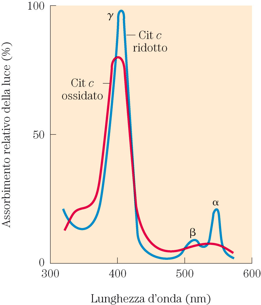 I legami doppi coniugati della porfirina (in rosa nelle strutture precedenti) sono responsabili dell assorbimento della luce visibile Ogni citocromo ha tre bande di assorbimento della luce visibile