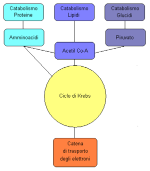 le grosse molecole sono degradate nei loro costituenti principali e poi in intermedi ancora + semplici punto di incontro = Via anfibolica può essere usata nel senso del catabolismo o nel senso