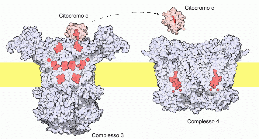 Citocromi Chimica Inorganica Biologica Sono divisi in vari gruppi (a, b, c etc.