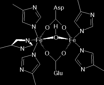 Emeritrina e Ossiemeritrina I due ioni Fe III con intorno ottaedrico, sono uniti da un atomo di O a ponte e da due gruppi carbossilati CO 2 a ponte, derivanti da residui amminoacidici del glutammato