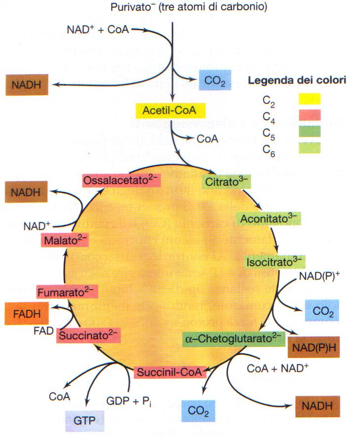 Piruvato 4 6 5 Metabolismo energetico aerobico -RESPIRAZIONE - Ciclo di Krebs o degli