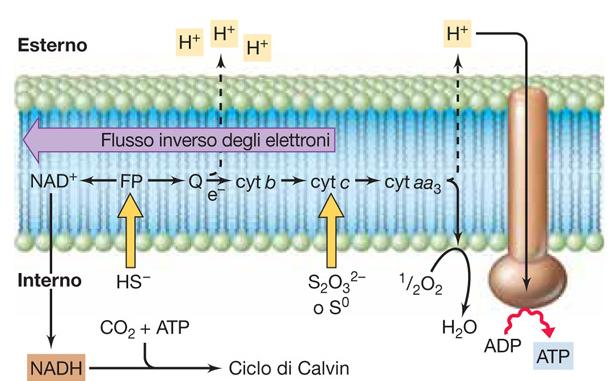 Metabolismo Chemiolitotrofo Ossidazione composti inorganici Ossidazione dello zolfo - Solfobatteri (Beggiatoa, Sulfolobus,