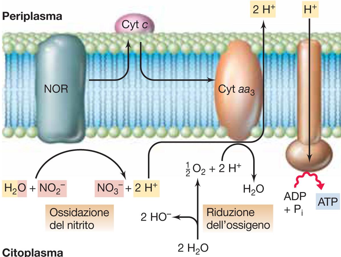 Metabolismo Chemiolitotrofo Ossidazione composti inorganici Batteri nitrificanti Nitrosazione