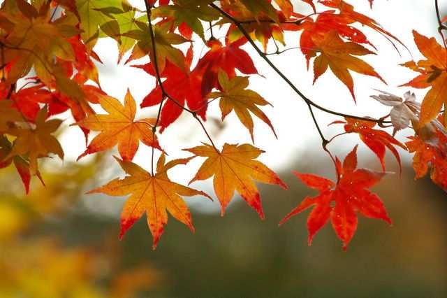 Alberi a caducifoglia (decidui ): perdono le foglie in autunno.