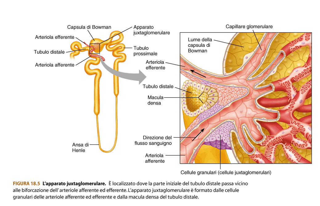 Apparato