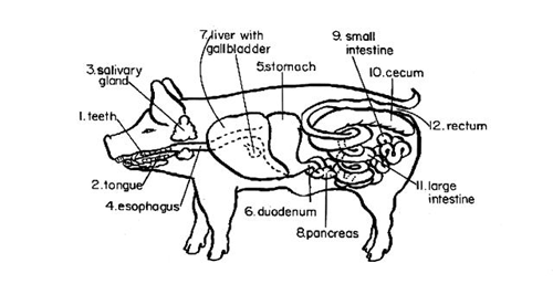 Fisiopatologia