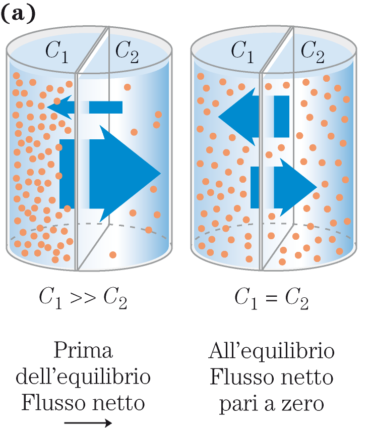 Trasporto di soluti attraverso