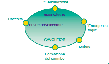 3.8. Raccolta Il momento della raccolta viene stabilito quando pezzatura, forma, colore e consistenza sono quelli propri della Ns. varietà.