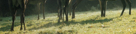 Comportamento cervo capriolo Comportamento gregario Specie poligama con formazione di harem Comportamento individuale daino Specie monogama (temporanea) senza formazione di