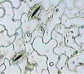 Gli stomi si chiudono invece se la foglia è immersa nella soluzione salina (soluzione