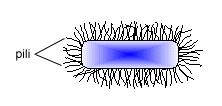 I flagelli hanno degli anelli che si vanno ad incernierare tra la membrana e la parete cellulare (peptidoglicano).