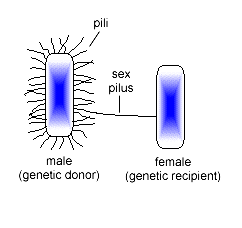 genetici fra batteri molto simili tra di loro. Il PILO SESSUALE è un pilo che si è specializzato secondo una codifica precisa contenuta nell'acido nucleico batterico.