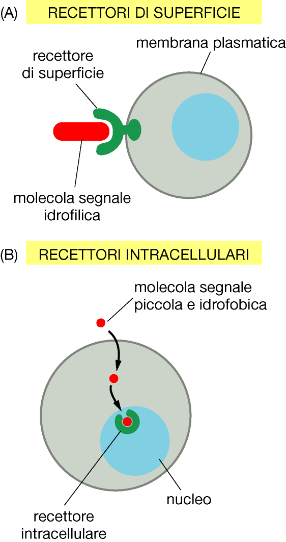 Recettori di membrana e recettori intracellulari La maggior parte dei ligandi non è in grado di passare direttamente attraverso le membrane cellulari a causa dell idorfilicità e dell alto PM.