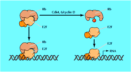 Il controllo di Rb tramite fosforilazione da parte di Cdk4/ciclina D accoppia a sua volta questa regolazione critica dell espressione genica alla disponibilità si fattori di crescita in G1