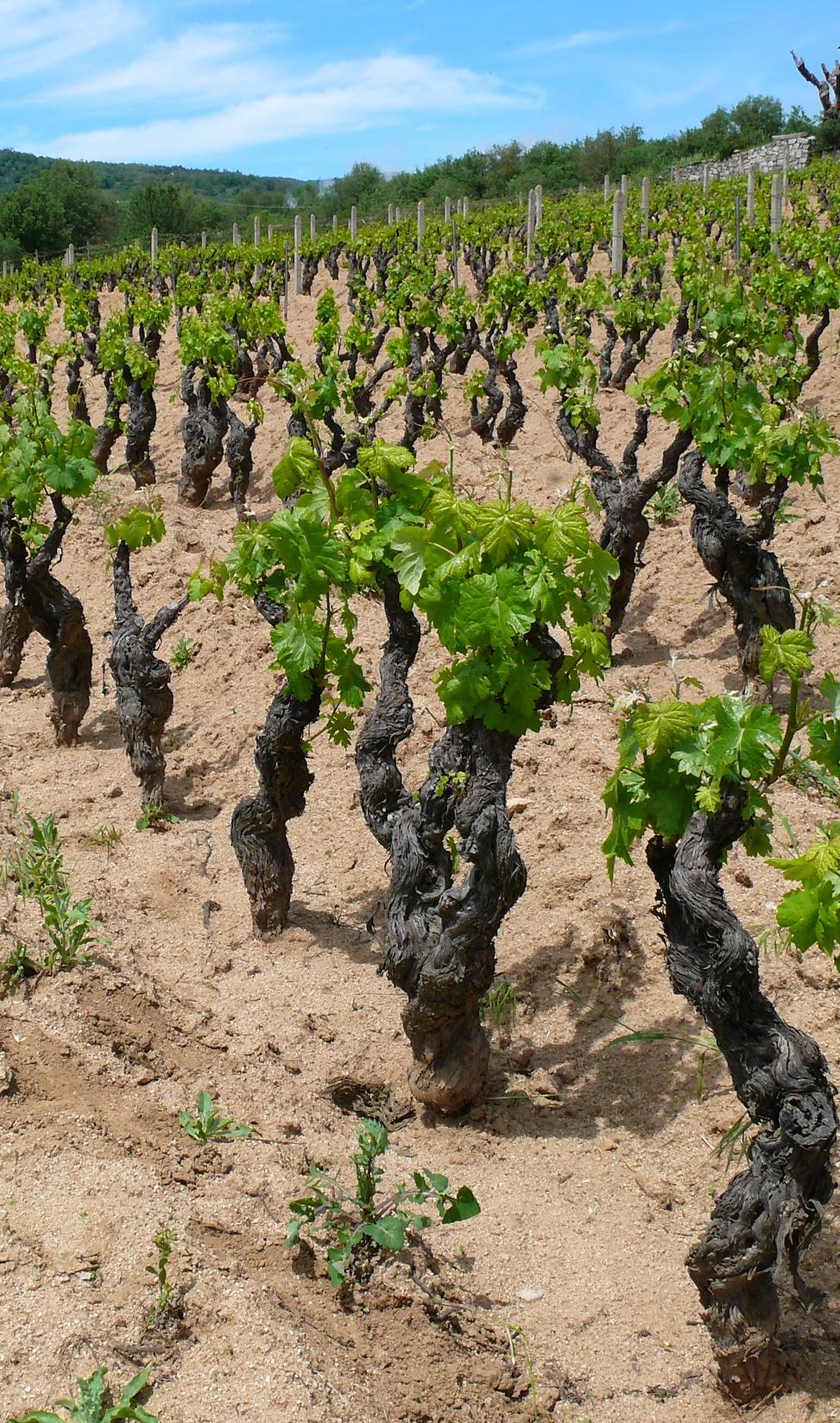 Situazione del comparto vitivinicolo della Sardegna Franco Fronteddu Renzo Peretto Adriana Consorte