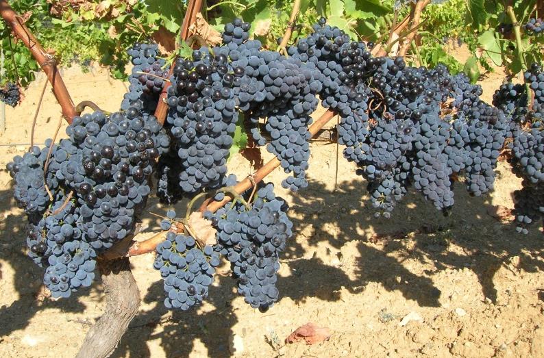 I vitigni coltivati in Sardegna RIPARTIZIONE VARIETALE 2014 31% 69% UVE ROSSE UVE