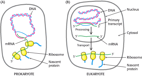 Sintesi proteica nucleo trascrizione maturazione pre mrna citosol