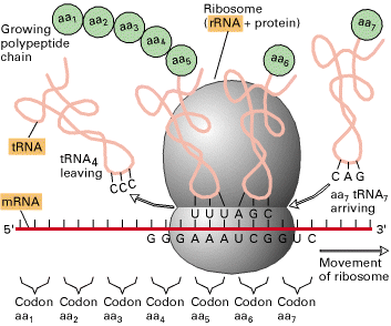 Traduzione Proteina nascente Ribosoma (rrna +