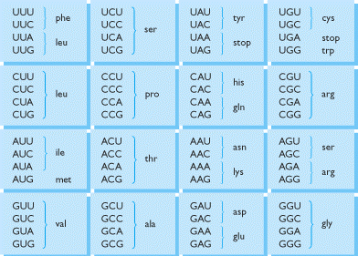 CODICE GENETICO Codone: successione di tre basi