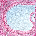Follicolo di De Graaf La rete artero-venosa della teca esterna si sfiocca in un apparato capillare che invade la teca interna.