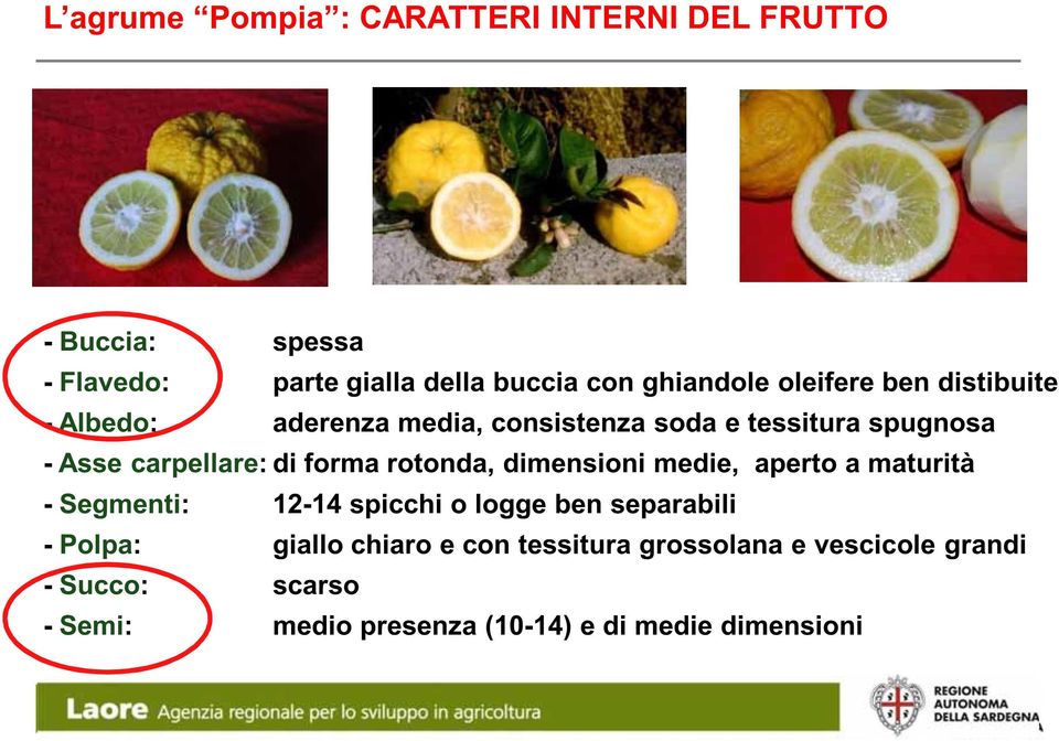 rotonda, dimensioni medie, aperto a maturità - Segmenti: 12-14 spicchi o logge ben separabili - Polpa: giallo