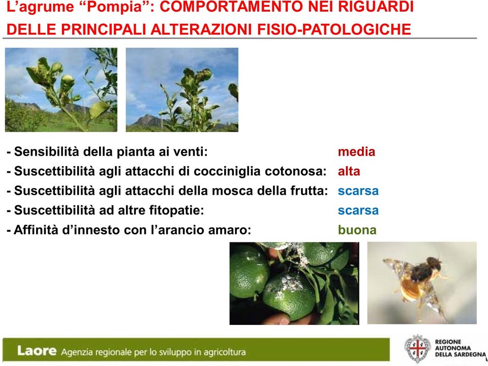 attacchi di cocciniglia cotonosa: alta - Suscettibilità agli attacchi della mosca della