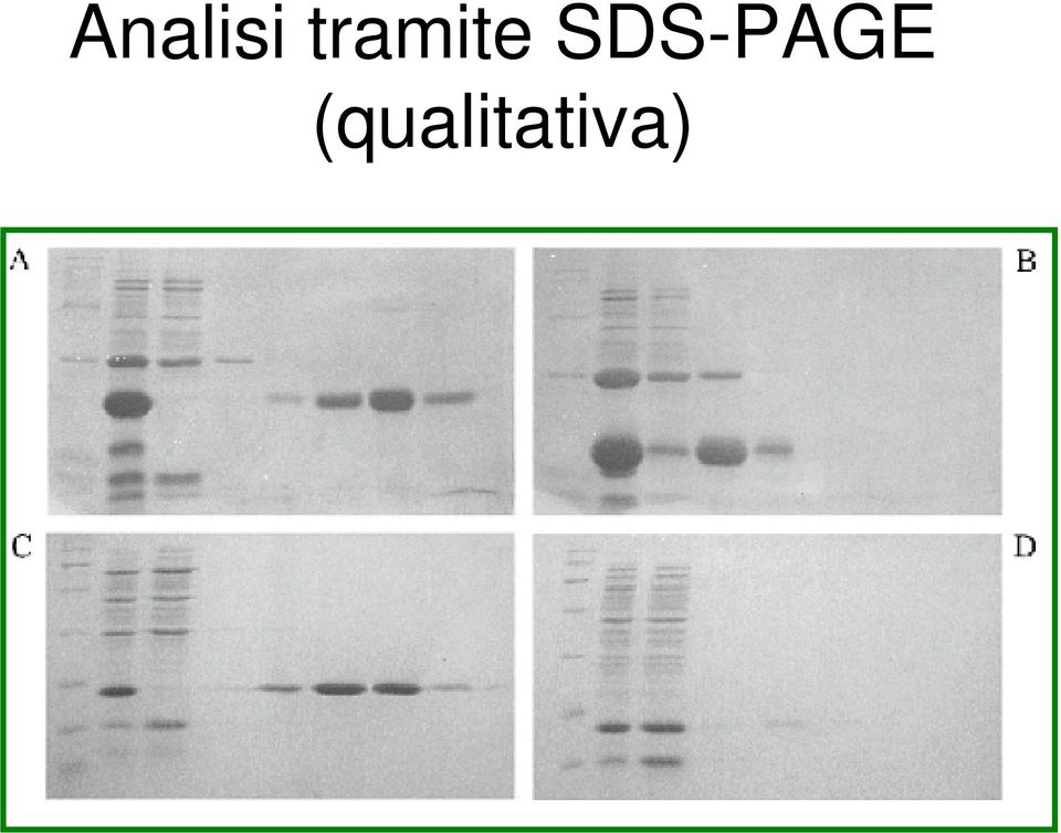 SDS-PAGE