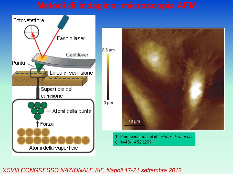 Puntheeranurak et al.