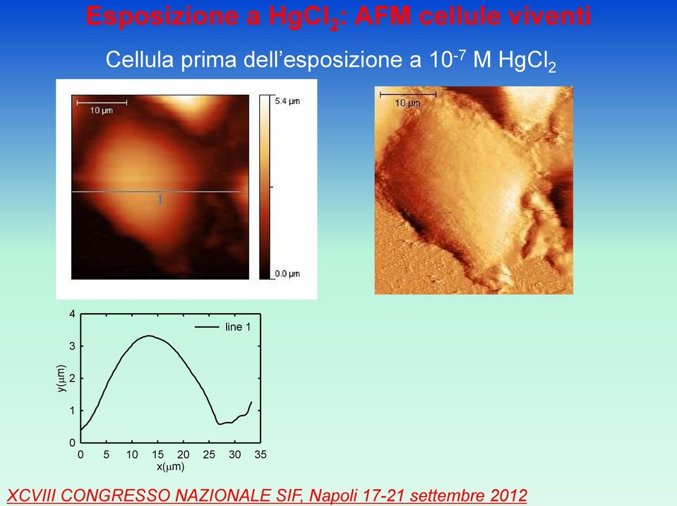 esposizione a 10-7 M HgCl 2 4 3