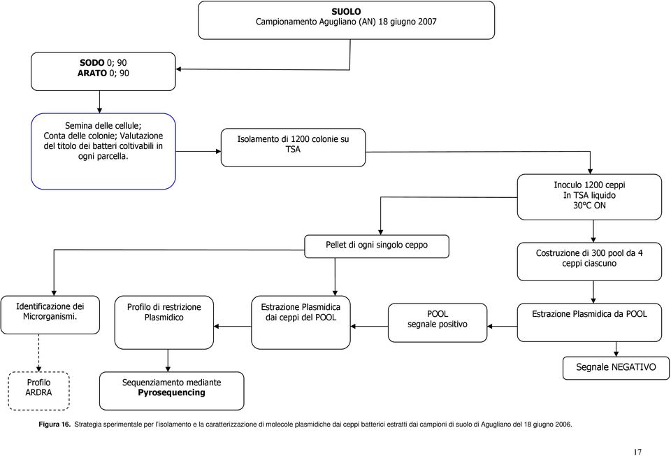 Profilo di restrizione Plasmidico Estrazione Plasmidica dai ceppi del POOL POOL segnale positivo Estrazione Plasmidica da POOL Segnale NEGATIVO Profilo ARDRA Sequenziamento mediante