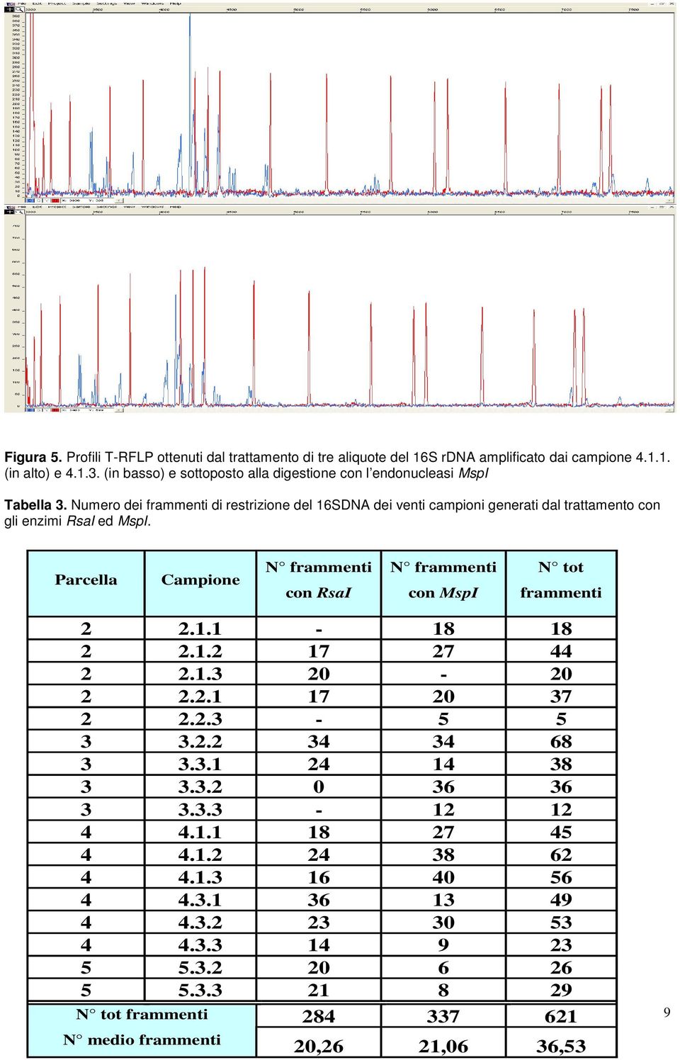 Numero dei frammenti di restrizione del 16SDNA dei venti campioni generati dal trattamento con gli enzimi RsaI ed MspI.