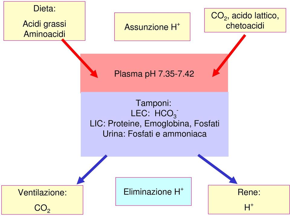 42 Tamponi: LEC: HCO 3 LIC: Proteine, Emoglobina,