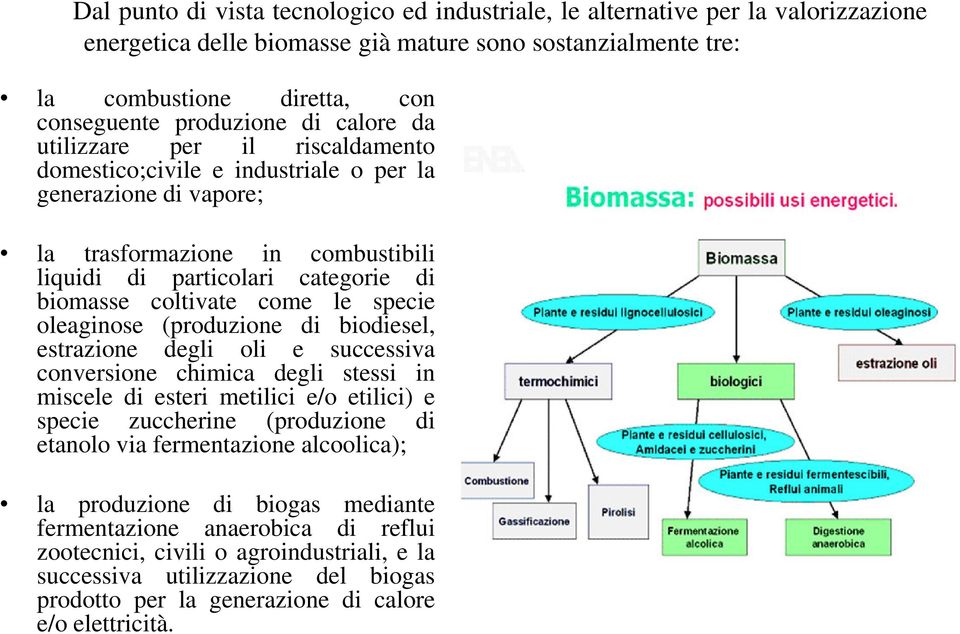 come le specie oleaginose (produzione di biodiesel, estrazione degli oli e successiva conversione chimica degli stessi in miscele di esteri metilici e/o etilici) e specie zuccherine (produzione di