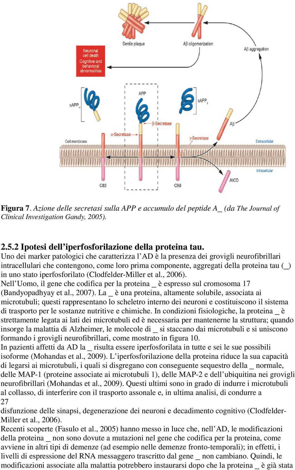 iperfosforilato (Clodfelder-Miller et al., 2006). Nell Uomo, il gene che codifica per la proteina _ è espresso sul cromosoma 17 (Bandyopadhyay et al., 2007).