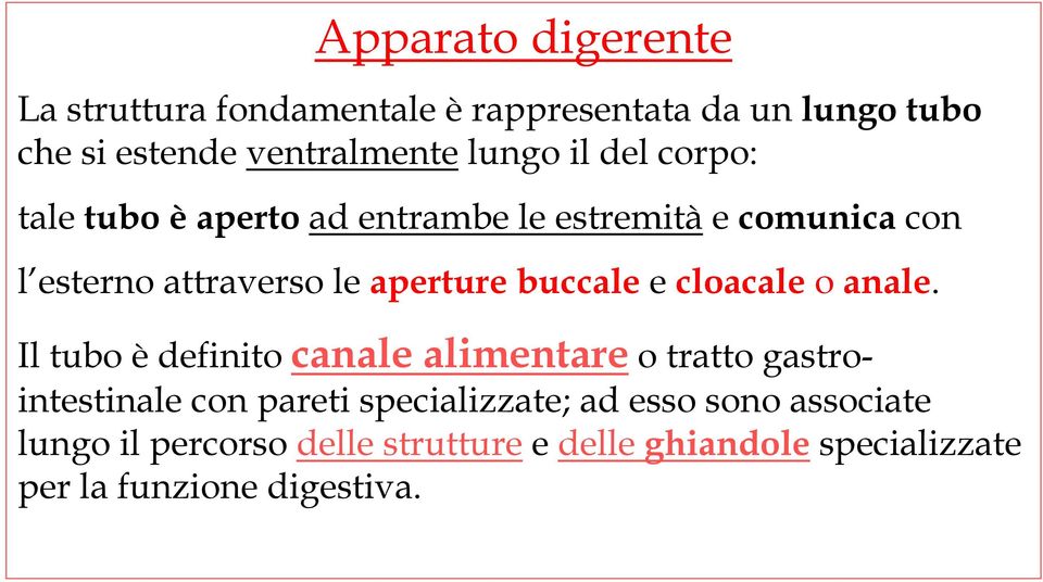 buccale e cloacale o anale.