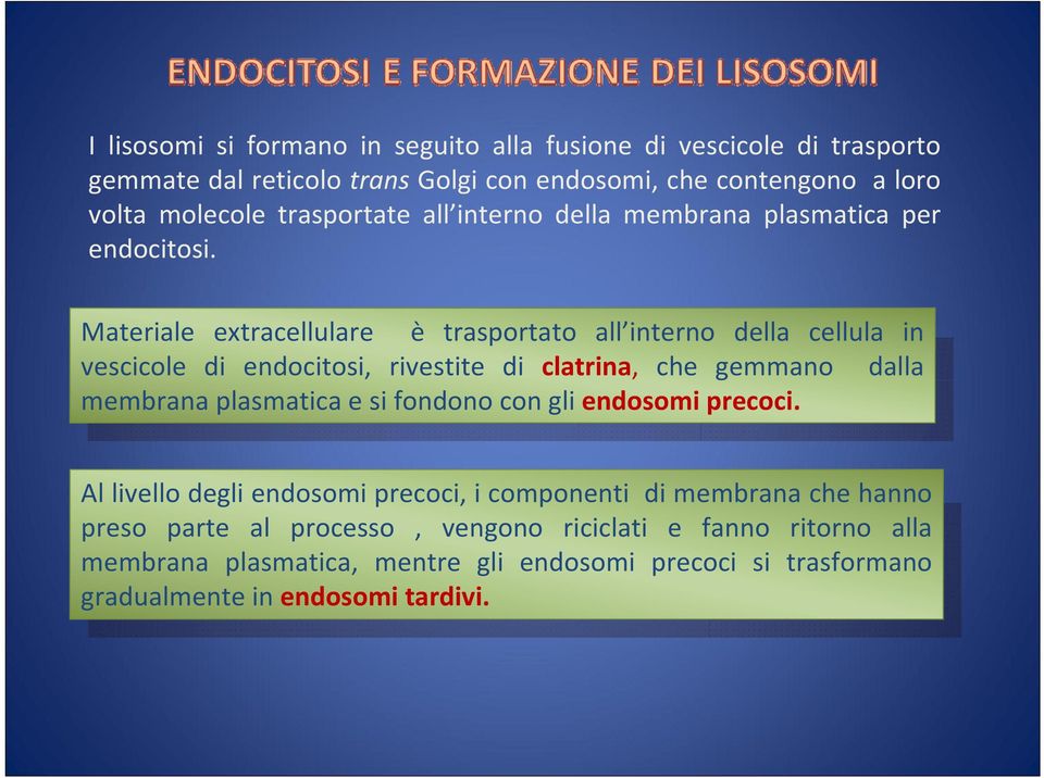 Materiale extracellulare è trasportato all interno della cellula in vescicole di endocitosi, rivestite di clatrina, che gemmano dalla membrana plasmatica e si