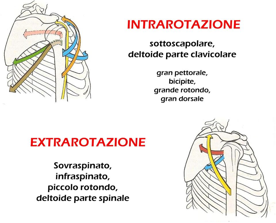 rotondo, gran dorsale EXTRAROTAZIONE